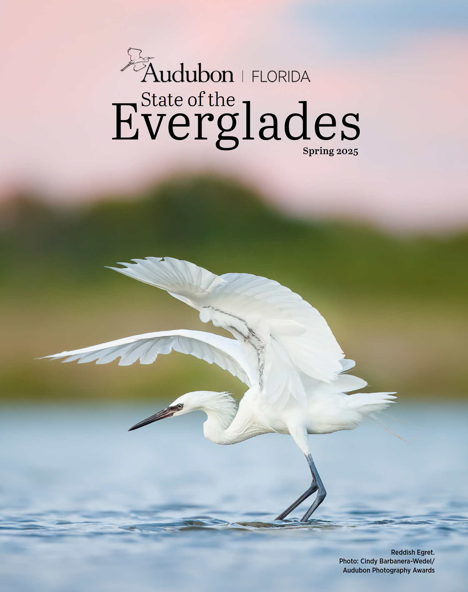 A white wading bird in shallow water with wings outstretched